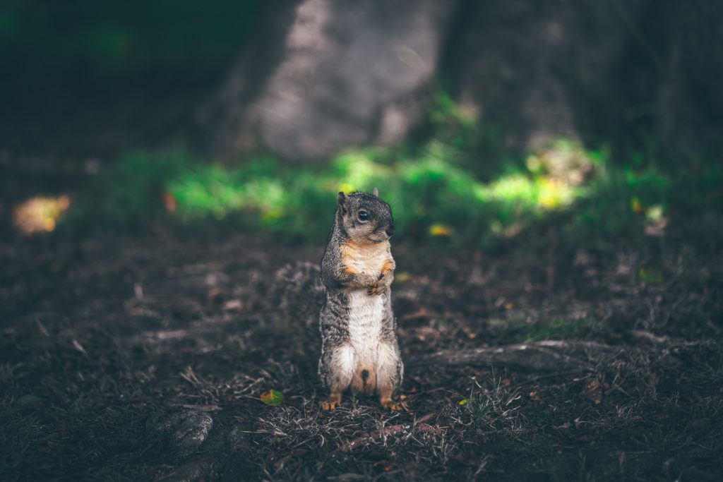 Squirrel