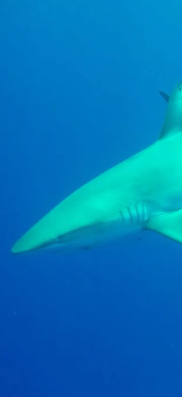 vitrima video poster image: Shaaaaaaaark!