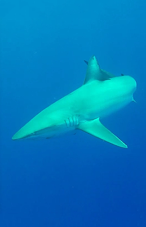 vitrima video poster image: Shaaaaaaaark!